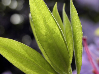Green leaf purple flowers blurry - purple flower free wallpaper for desktop