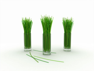 Three vases grass white surface - a green stem free wallpaper