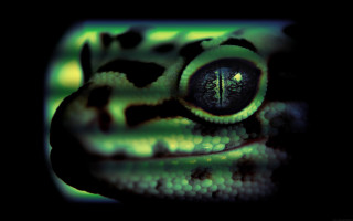 Green black animal face holography - christian w. staudinger free wallpaper
