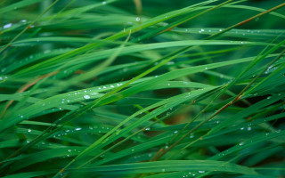 Grass water droplets closeup background - a close up of a grass free wallpaper
