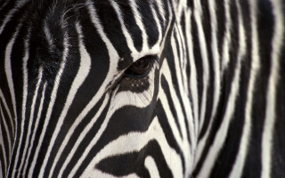 Zebra face closeup blurry background - free animals wallpaper