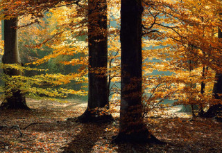 Forest trees leaves yellow ground - the ground and trees free wallpaper