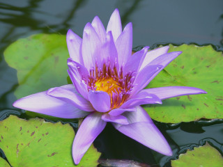 Purple flower floating pond water 3 - a yellow center in the center free wallpaper