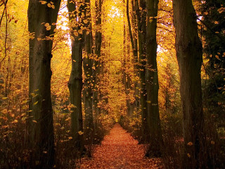 Forest path bench trees leaves - andy goldsworthy free wallpaper for desktop