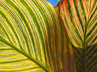 Green leaf blue sky macro 7 - a green leaf free wallpaper