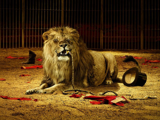 Lion laying cage hat head - a cage free wallpaper