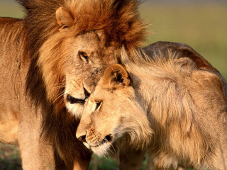 Two lions rubbing heads grass 2 - two lion free wallpaper