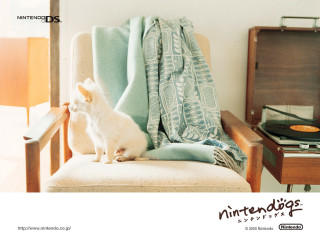 Small white dog chair record - a chair next free wallpaper