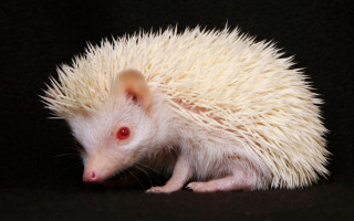 White hedgehog red eyes black - a stipple free wallpaper