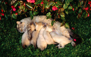 Cat laying back grass kittens - arm free wallpaper