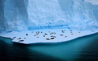 Birds glacier iceberg ocean water 3 - a group of birds free wallpaper