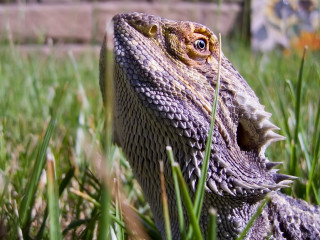 Lizard closeup grass mouth open 2 - a brick wall in the background free wallpaper
