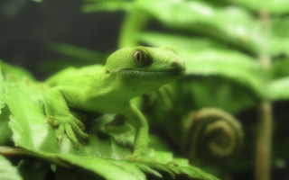 Green lizard leafy plant snail 2 - a green lizard free wallpaper