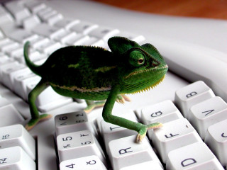 Small green lizard keyboard looking 2 - a keyboard free wallpaper