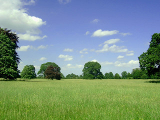 Field trees grass blue sky 3 - a few cloud free wallpaper for desktop