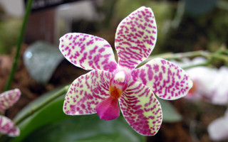 Pink white spotted flower leaf - orphism free wallpaper for desktop