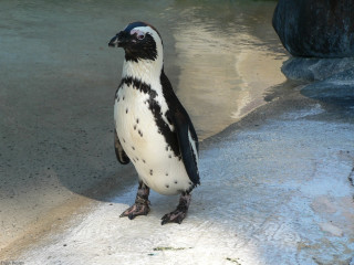 Penguin standing rock zoo enclosure - a penguin free wallpaper
