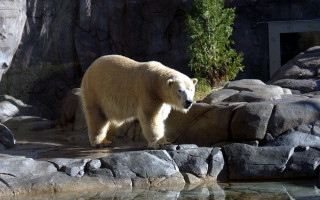 Polar bear walking rocks water - a zoo enclosure free wallpaper