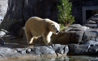 Polar bear walking rocks water 2 - a zoo enclosure free wallpaper