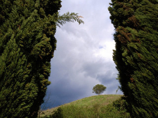 Tree lined road lone tree 2 - a lone tree in the foreground free wallpaper for desktop