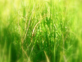 Blurry grass sun background nature 3 - art green free wallpaper for desktop