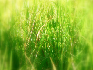 Blurry grass sun background nature 6 - the sun free wallpaper for desktop