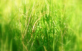 Blurry grass sun background nature 4 - art green free wallpaper for desktop