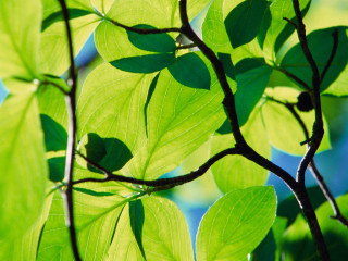 Green leafy branch sunlight nature - a green leafy tree branch free wallpaper