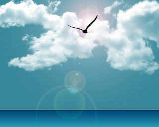 Bird flying water sun clouds - a sun in the background free wallpaper