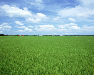 Green field blue sky clouds 49 - a large field free wallpaper