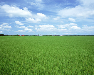 Green grass blue sky clouds 20 - a large field free wallpaper