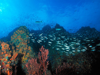 Fish coral reef ocean blue 9 - a large group of fish swimming over a coral reef in the ocean free wallpaper
