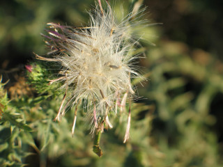 Dandelion closeup leaves background blurry 3 - a close up of a dandelion free wallpaper