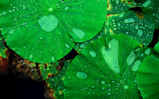 Green leaf water droplets black 5 - digital art free wallpaper