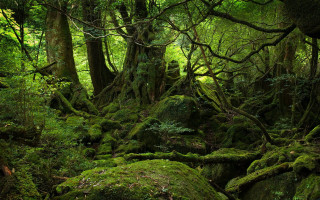 Lush green forest moss covered - a lush green forest free wallpaper