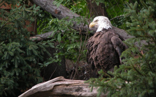 Bald eagle tree branch forest - upper body free wallpaper for desktop