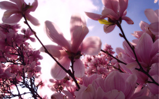 Pink flowers blooming tree branch 3 - a bunch free wallpaper