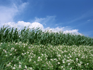 Field flowers grass blue sky 3 - digital photography free wallpaper