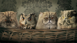 Cats basket wide eyes green - a group of cats free wallpaper