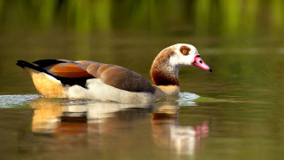 Duck beak pond reeds pink - a duck free wallpaper