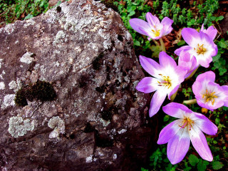 Rock flowers moss rock moss 2 - it next free wallpaper