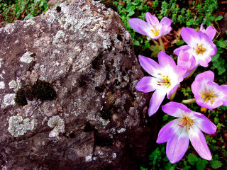 Rock flowers moss growing nature - some flower free wallpaper
