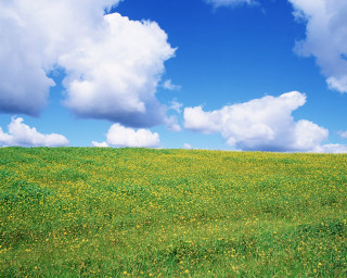 Field grass yellow flowers blue 2 - under a blue sky free wallpaper