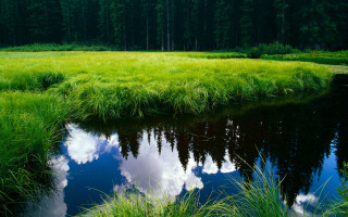Lush green forest stream sky - a small stream free wallpaper for desktop