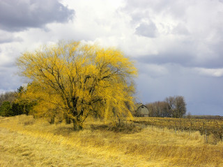 Tree yellow leaves field barn - a barn in the background free wallpaper