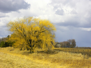 Tree yellow leaves field barn 2 - a barn in the background free wallpaper
