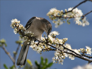 Bird branch whiteflowers blue sky - white flower free wallpaper