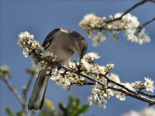 Bird branch white flowers blue 3 - white flower free wallpaper