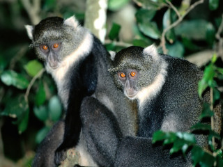 Monkeys tree orange eyes looking 4 - orange eye free wallpaper