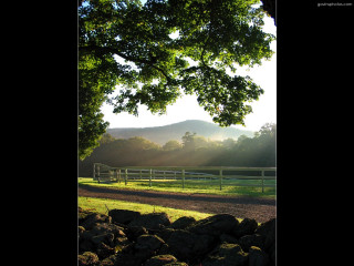 Horse field fence tree sunlight - anne rigney free wallpaper for desktop
